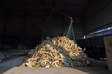 Turşu atölyesinde beyaz turp, LUANNAN COUNTY, Hebei Eyaleti, Çin