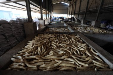 Turşu atölyesinde beyaz turp, LUANNAN COUNTY, Hebei Eyaleti, Çin