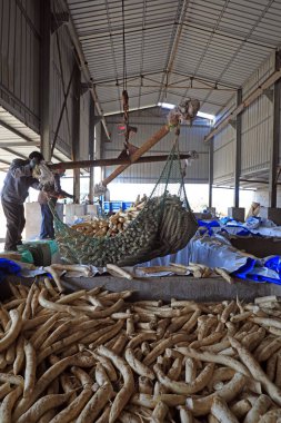 LUANNAN COUNTY, Çin - 2 Kasım 2020: Çiftçi, LUANNAN COUNTY, Hebei Eyaleti, Çin 'de tuzlanması için beyaz turpu kaldırdı