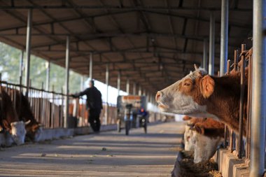 İşçiler Kuzey Çin 'de bir çiftlikte sığır eti işletiyorlar.