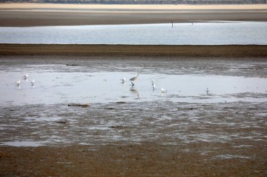 Kuşlar sulak alanlarda yaşar, Kuzey Çin 'de.