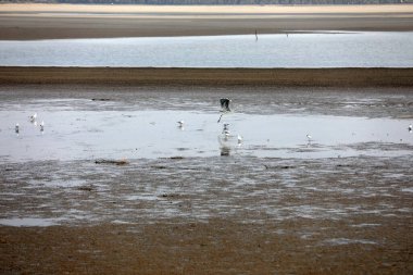Kuşlar sulak alanlarda yaşar, Kuzey Çin 'de.