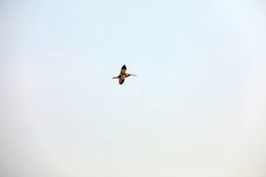 Gökyüzünde uçan kuşlar, Kuzey Çin