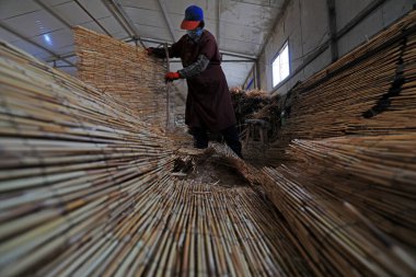 LUANNAN COUNTY, Hebei Eyaleti, Çin - 12 Kasım 2020: işçiler çalışıyor. Sazlık perdesi atölyede.