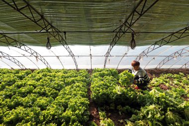 LUANNAN COUNTY, Çin - 30 Kasım 2020: çiftçiler seralarda sebze hasat ediyorlar, LUANNAN COUNTY, Hebei Eyaleti, Çin