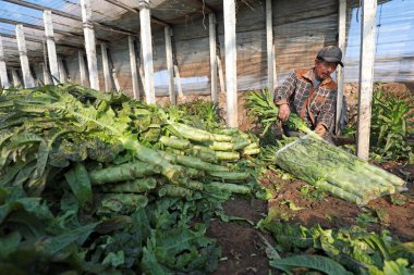 LUANNAN COUNTY, Çin - 30 Kasım 2020: çiftçiler seralarda sebze hasat ediyorlar, LUANNAN COUNTY, Hebei Eyaleti, Çin