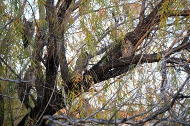 Baykuşlar gün içinde söğütlerde uyurlar, Çin 'de