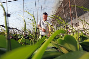 LUANNAN COUNTY, Çin - 3 Aralık 2020: bahçıvanlar Phalaenopsis 'i bir kreşte yönetiyorlar, LUANNAN, Hebei Eyaleti, Çin