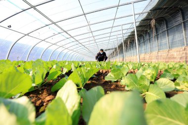 LUANNAN COUNTY, Çin - 10 Aralık 2020: LUANNAN COUNTY, Hebei Eyaleti, Çin 'deki bir serada bahçıvanlar