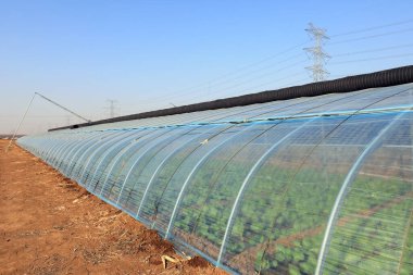 Kuzey Çin 'de sera binası göründü.