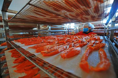 LUANNAN COUNTY, Çin, 20 Aralık 2020: Çiftçi şeftali bahçesi LUANNAN COUNTY, Hebei Eyaleti, Çin