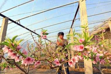 LUANNAN COUNTY, Çin, 20 Aralık 2020: Çiftçi şeftali bahçesi LUANNAN COUNTY, Hebei Eyaleti, Çin