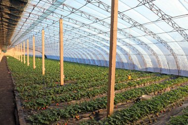 Çilek fideleri Çin 'deki bir çiftlikte serada yetişir.