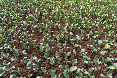 Çin 'de bir çiftlikte, bir serada kabak fideleri