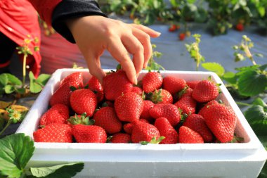 Turistler Çin 'deki bir çiftlikteki bir serada olgun çilek topluyor.