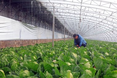 LUANNAN COUNTY, Çin - 14 Ocak 2021: çiftçiler LUANNAN COUNTY, Hebei Eyaleti, Çin 'deki bir çiftlikteki serada şalgam büyümesini kontrol ediyorlar