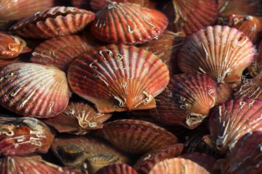 Neşterler bir restoranda birikti.