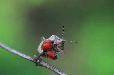 Yetişkin bir böcek Kuzey Çin 'de bitki arıyor.