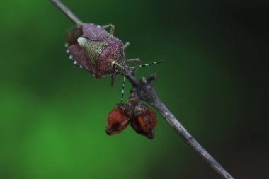 Yetişkin bir böcek Kuzey Çin 'de bitki arıyor.