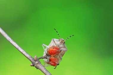 Yetişkin bir böcek Kuzey Çin 'de bitki arıyor.