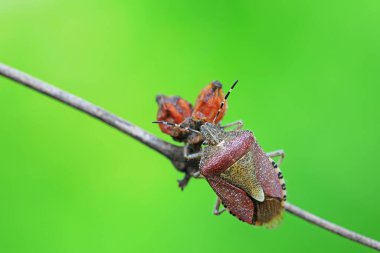 Yetişkin bir böcek Kuzey Çin 'de bitki arıyor.