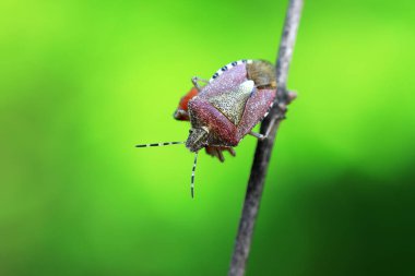 Yetişkin bir böcek Kuzey Çin 'de bitki arıyor.