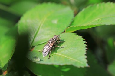 Bir yaprak biti Kuzey Çin 'de yeşil yaprakların üzerinde sinek tünemektedir.