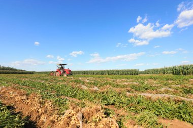 LUANNAN COUNTY, Hebei Eyaleti, Çin - 17 Eylül 2020: Çiftçiler fıstık toplamak için tarım makinelerini kullanıyorlar