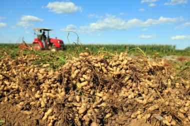 LUANNAN COUNTY, Hebei Eyaleti, Çin - 17 Eylül 2020: Çiftçiler fıstık toplamak için tarım makinelerini kullanıyorlar