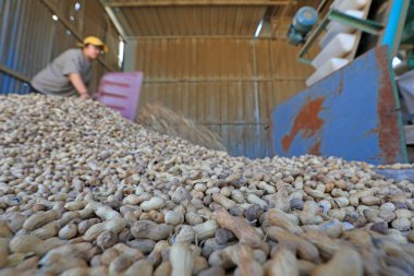 LUANNAN COUNTY, Hebei Eyaleti, Çin - 17 Eylül 2020: Çiftçiler fabrikalarda fıstık işliyorlar