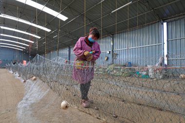 LUANNAN COUNTY, Çin - 10 Mart 2020: Deniz balıkçılığı, LUANNAN COUNTY, Hebei Eyaleti, Çin