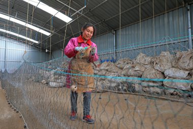 LUANNAN COUNTY, Çin - 10 Mart 2020: Deniz balıkçılığı, LUANNAN COUNTY, Hebei Eyaleti, Çin
