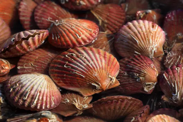 Neşterler bir restoranda birikti.