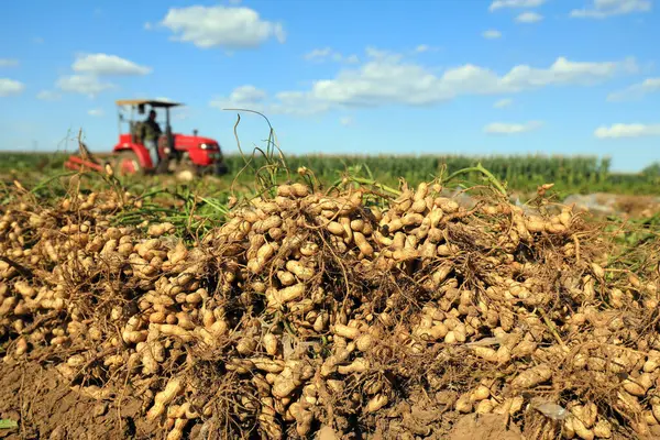 LUANNAN COUNTY, Hebei Eyaleti, Çin - 17 Eylül 2020: Çiftçiler fıstık toplamak için tarım makinelerini kullanıyorlar
