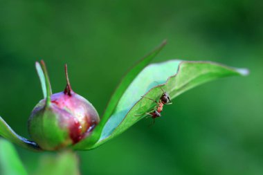Kahverengi bir karınca şakayık tomurcuğunun üzerinde sürünüyor, Kuzey Çin