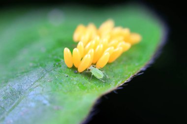 Uğur kuşu yumurtalarında sürünen yaprak bitleri, Kuzey Çin