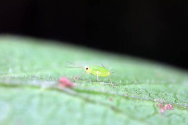 Kuzey Çin 'de yabani bitkiler üzerinde sürünen yaprak bitleri.