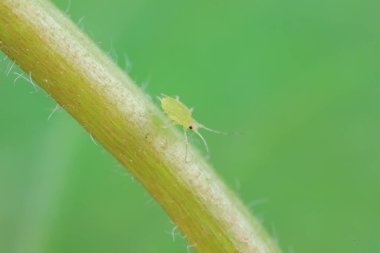 Kuzey Çin 'de yabani bitkiler üzerinde sürünen yaprak bitleri.