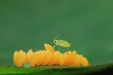 Uğur kuşu yumurtalarında sürünen yaprak bitleri, Kuzey Çin