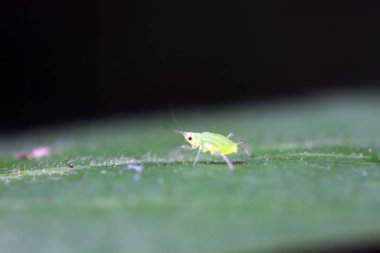 Kuzey Çin 'de yabani bitkiler üzerinde sürünen yaprak bitleri.