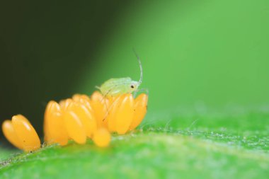 Uğur kuşu yumurtalarında sürünen yaprak bitleri, Kuzey Çin