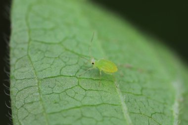 Kuzey Çin 'de yabani bitkiler üzerinde sürünen yaprak bitleri.