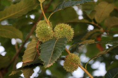 Kuzey Çin 'de, dallarda kestane kabuğu.