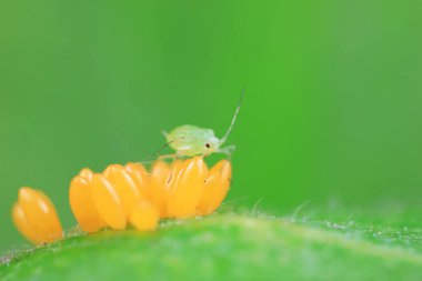 Uğur kuşu yumurtalarında sürünen yaprak bitleri, Kuzey Çin