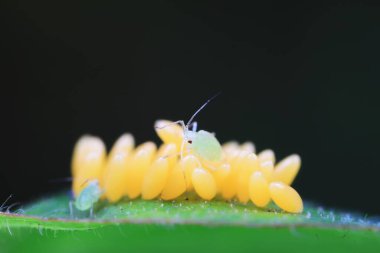 Uğur kuşu yumurtalarında sürünen yaprak bitleri, Kuzey Çin