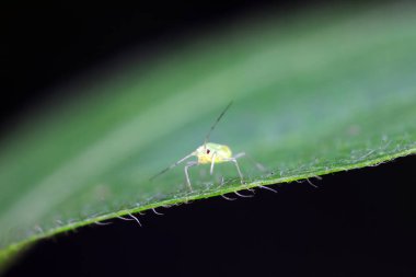 Kuzey Çin 'de yabani bitkiler üzerinde sürünen yaprak bitleri.
