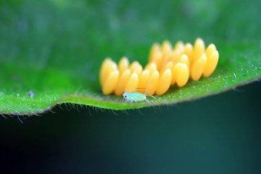 Uğur kuşu yumurtalarında sürünen yaprak bitleri, Kuzey Çin
