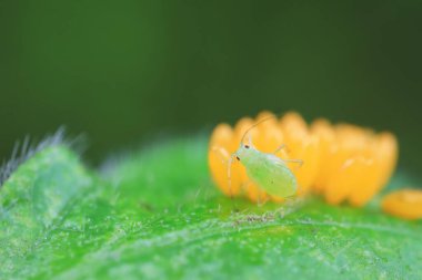 Uğur kuşu yumurtalarında sürünen yaprak bitleri, Kuzey Çin