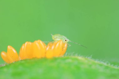 Uğur kuşu yumurtalarında sürünen yaprak bitleri, Kuzey Çin