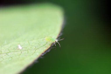 Kuzey Çin 'de yabani bitkiler üzerinde sürünen yaprak bitleri.